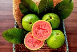 jambu biji 1